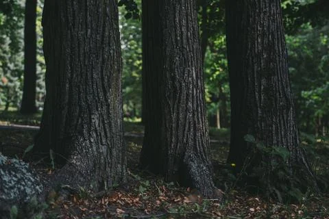 3 Old trees grow next to each other Stock Photos