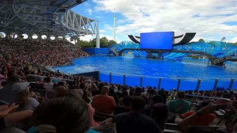 3 Orca jumping Stock Footage 162871632