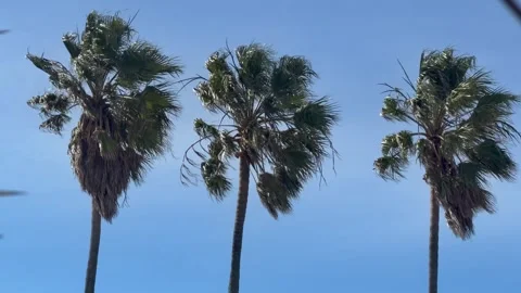 3 palm trees blowing in the wind. Stock Footage 343878150