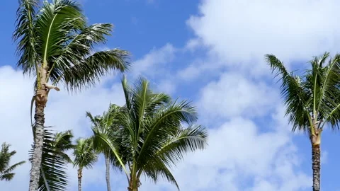 3 palm trees in the breeze Stock Footage 137663036
