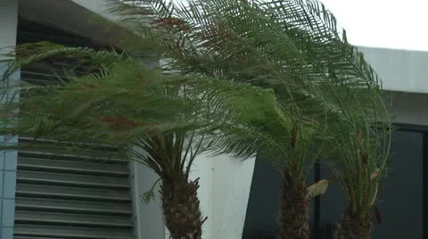 3 palm trees in a hurricane Stock Footage 25332102