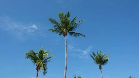 3 Palm Trees Moving Wind Stock Footage 144589337