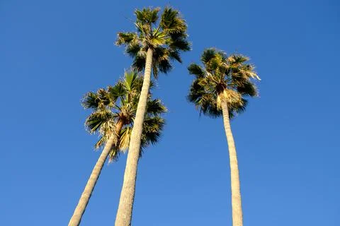 3 palm trees Stock Photos