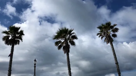 3 Palm Trees Sky Timelapse Stock Footage 126940876