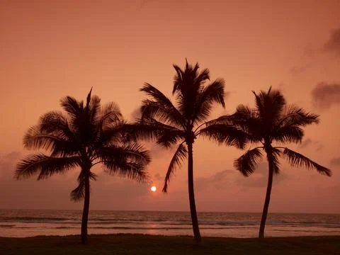 3 PALMS AT SUNSET Foto stock