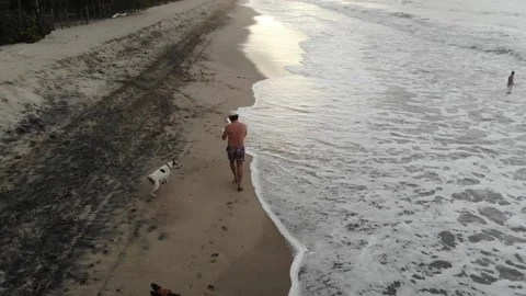 3 Palomino Stock Footage 135763783