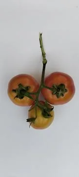 3 pcs of tomatoes Stock Photos