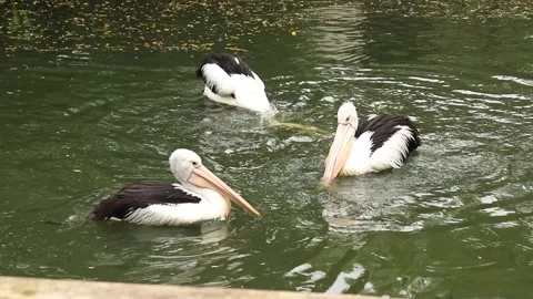 3 pelicans bathing and play in the pond Stock Footage 223804857