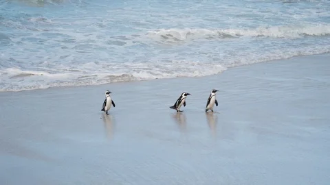 3 penguins arriving at the beach. Stock Footage 90789869