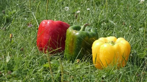 3 peppers splashed with water on the green grass, vegetable, slow motion, sunny Stock Footage 210251037