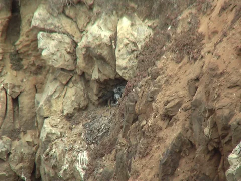 3 peregrine falcon chicks being fed by their parent Stock Footage 114190899