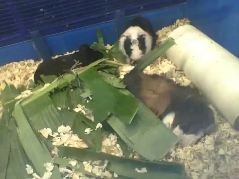 3 Peruvian guinea pigs, just want to sleep among the leaves Stock Footage 162147741