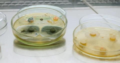 3 Petry Dish with bacteria Stock Footage 111224797