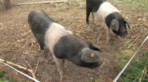 3 pigs  Stock Footage 845928