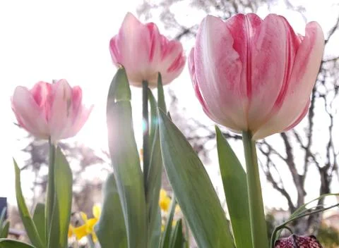 3 pink flowers Stock Photos
