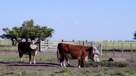 3 Polled Hereford cows drinking water in a field. 4K resolution Stock Footage 301131783