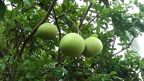 3 pomelo fruit  or grapefruit on the tree Stock Footage 122096240
