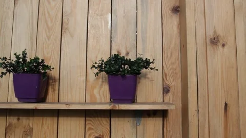 3 pots on a shelf with flowers Stock Footage 74868475