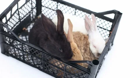 3 rabbits of different colours in the basket on the snow. 4K. Stock Footage 229407871