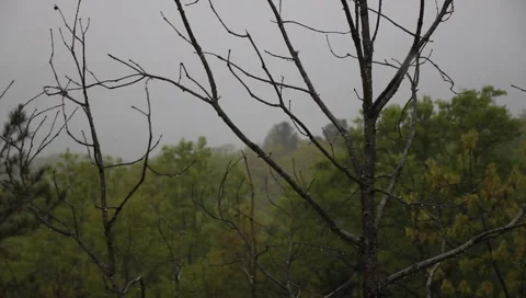 3 rack rain on trees3 Video stock 3880117