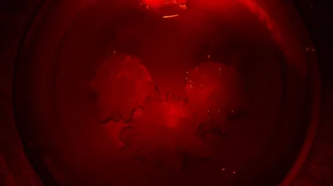 3 red crystals growing on round rocks on a red base 4K Stock Footage 39959028