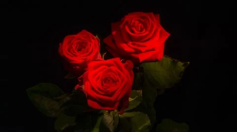 3 Red Roses opening up and smoke at the end 4K Stock Footage 39966501