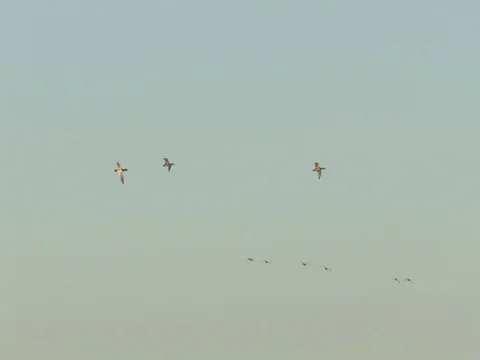 3 Rehead Ducks Flying With a Mountain Background Stock Footage 124717498