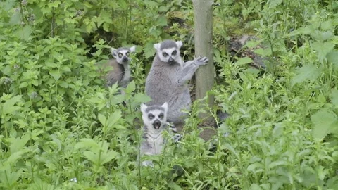 3 ring tail lemurs sit in the thick foliage and eat the plants Video stock 161113832