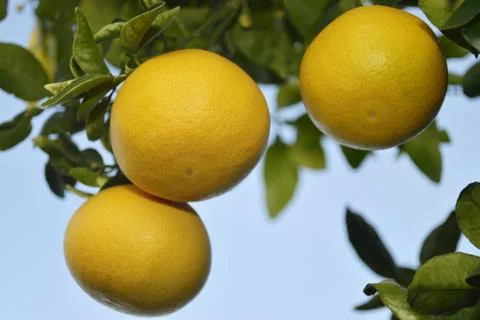 3 ripe grapefruit in the sun Stock Photos