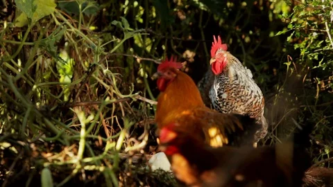 3 Rooster line up Stock Footage 128225653