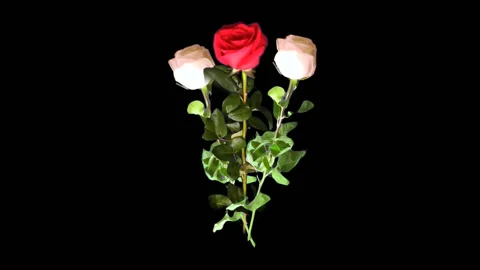 3 Roses  with alpha channel Stock Footage 110272737