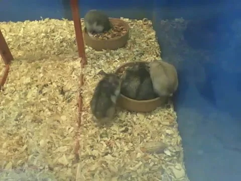 3 Russian dwarf hamsters decide to eat in the bowl, how tight! Stock Footage 166426283