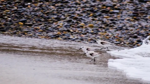 3 sanderlings forraging on beach until foam wave chases them up beach-slow mo Vídeos de archivo 107967630