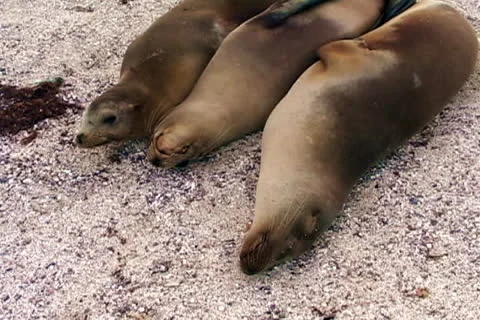 3 sea lions Stock Footage 26392347