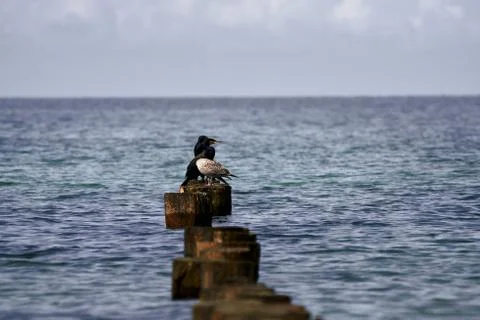 3 seabirds sitting at some tree stumps Stock Photos