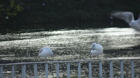 3 Seagulls By A City River Stock Footage 1047252