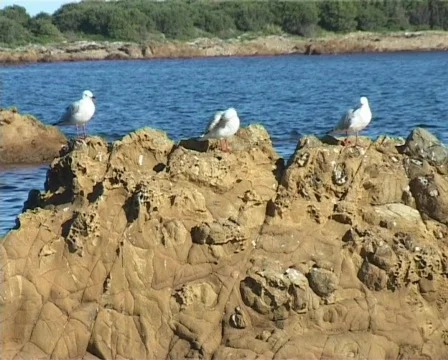 3 seagulls on a rock Stock Footage 139893