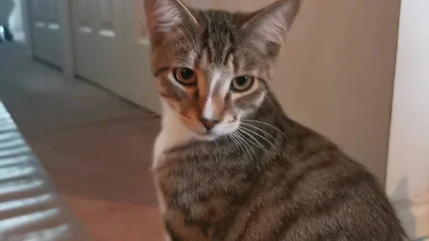 (3 seconds) A Gray Tabby Cat Is Looking Up Stock Footage 218729616