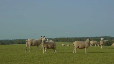 3 Sheep In A Field Hay Falling 8K UHD Stock-Footage 197581824