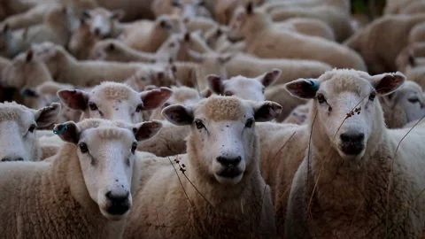 3 sheep looking at the lens Stock Footage 133618235