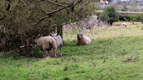 3 Sheep In A Small Field 스톡 동영상 153214915