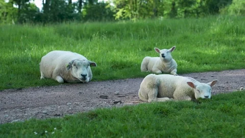 3 sheeps having a break. Stockbeeldmateriaal 194937242