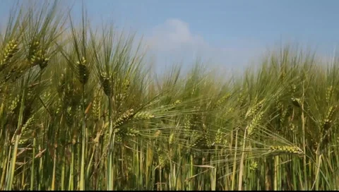 3 shots of a wheat field Stock Footage 98678011