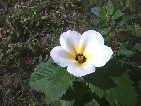 3 Sida Sp. flowers still little wet after rain, each one receives a shot Stock Footage 158963801