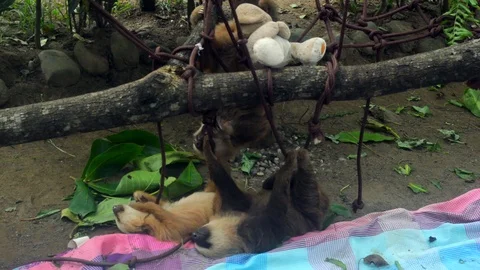 3 Sloths Sleeping Stock Footage 94084798