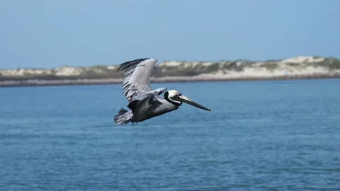 3 slow motion clips of a brown pelican flying over water Stock Footage 234208062