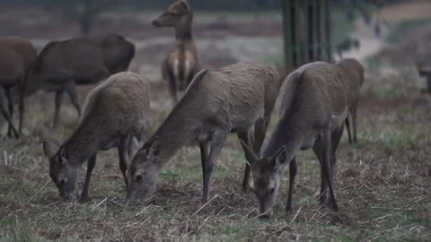 3 small deer, grazing the open woodland landscape together. 4k. Slow motion. Stock Footage 100980106