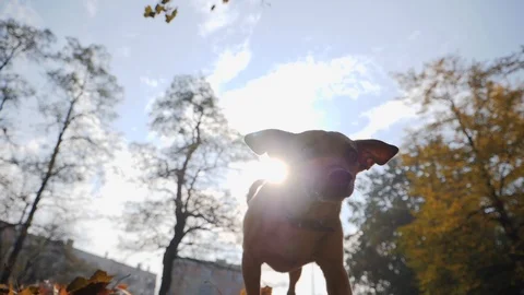 3 Small mongrel dog walks down the hill with fallen yellow autumn leaves slow Stock Footage 96744010