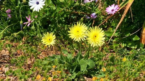 3 small yellow flowers moved by the wind Stock Footage 128840552