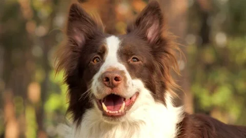 3. smiling dog Video stock 209947974